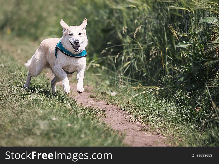 White Dog With Teal Collar Running Outside