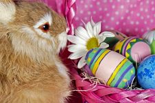 Bunny Basket Stock Photo