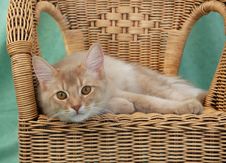 Cat Relaxing On A Wicker Chair Stock Photos