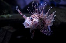Lionfish Stock Image Lionfish Stock Image
