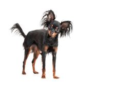 Female Of Moscow Long-haired Toy Terrier Stock Images