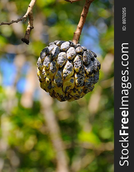 Detail of textured tropical fruit hanging from tree - sugar-apple