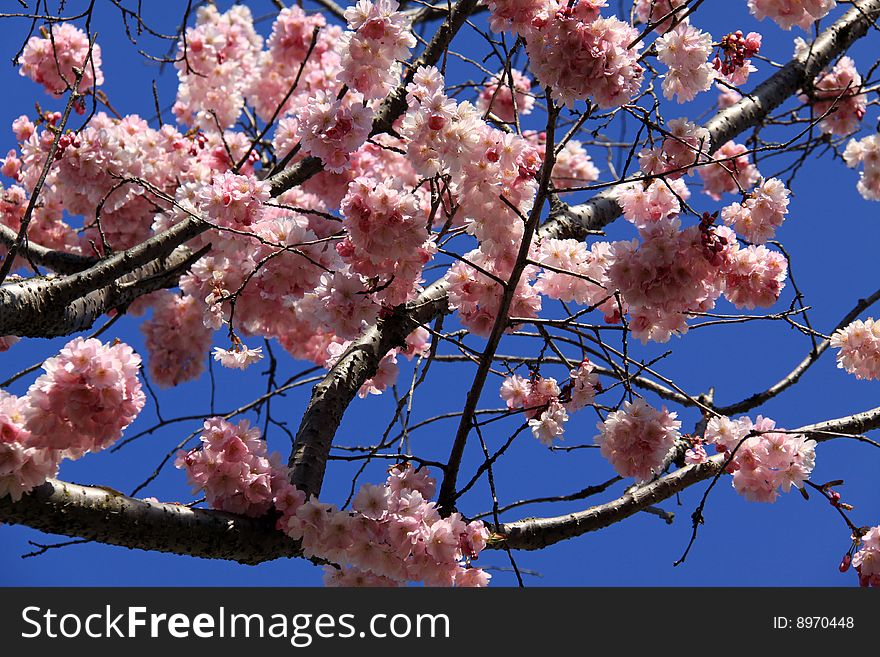 Cherry Blossom tree in bloom. Cherry Blossom tree in bloom