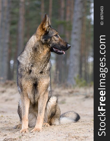 Germany sheepdog sitting on sand in spring wood