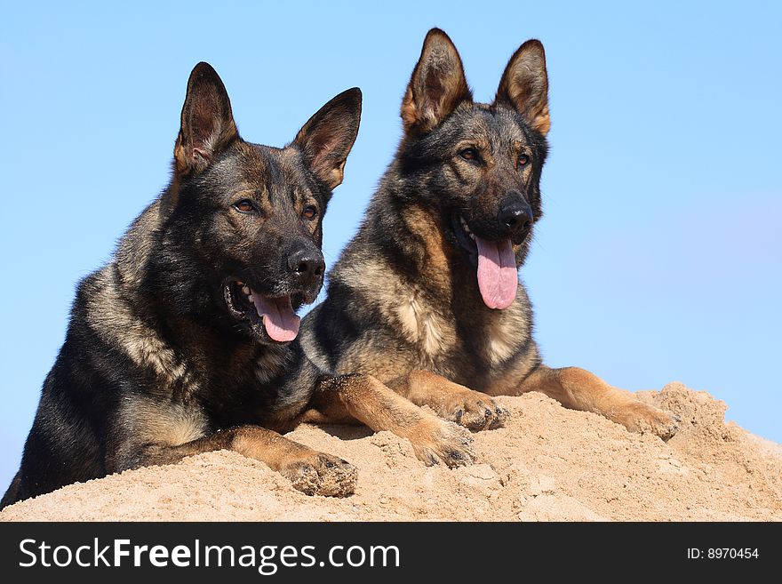 Two Germany Sheepdogs Sitting On The Sand