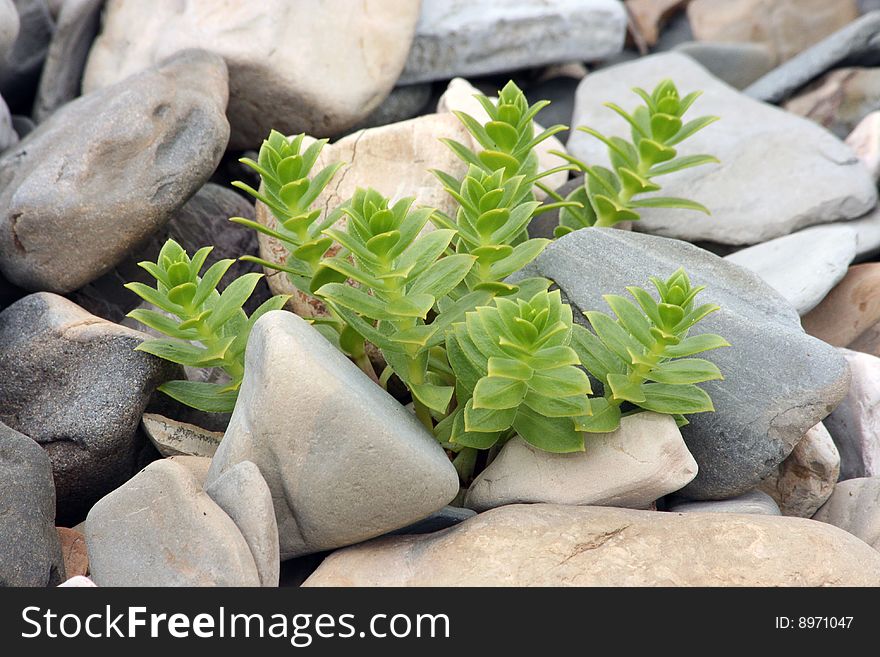 Plant on the pebble (Honckenya oblongifolia). Plant on the pebble (Honckenya oblongifolia)