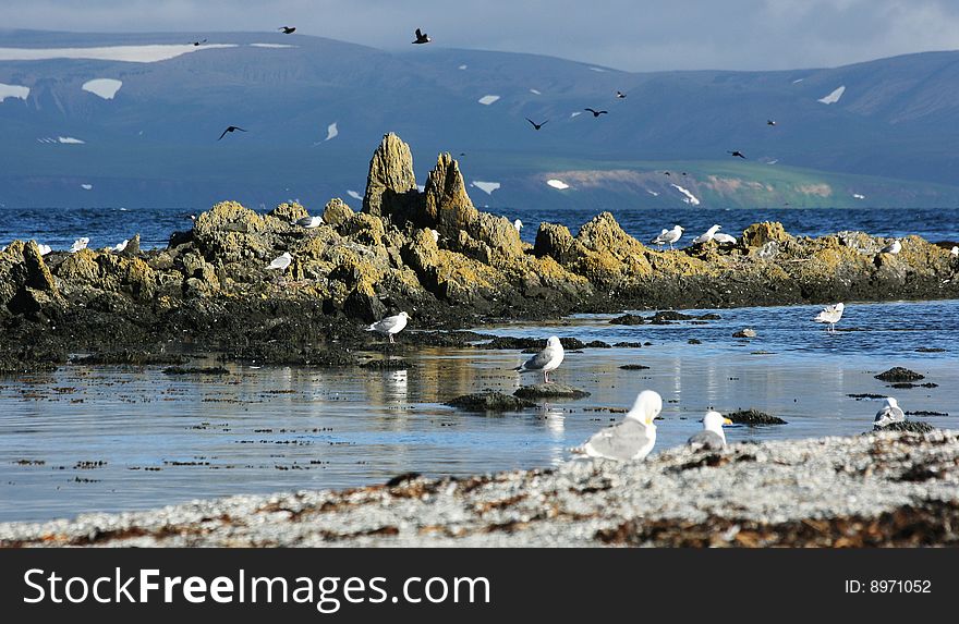 Gulls on the rocks on the background of the ocean and mountains with grass and snow. Gulls on the rocks on the background of the ocean and mountains with grass and snow