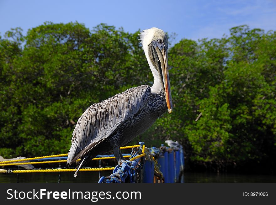 Tropical bird - Pelican perching by river in cuba