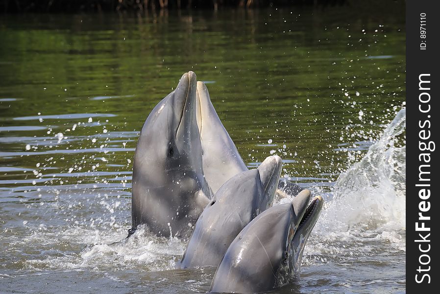 A view of dolphins swimming on natural background