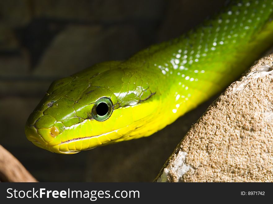 Red Tailed Racer (Gonyosoma oxycephala) - detail of head