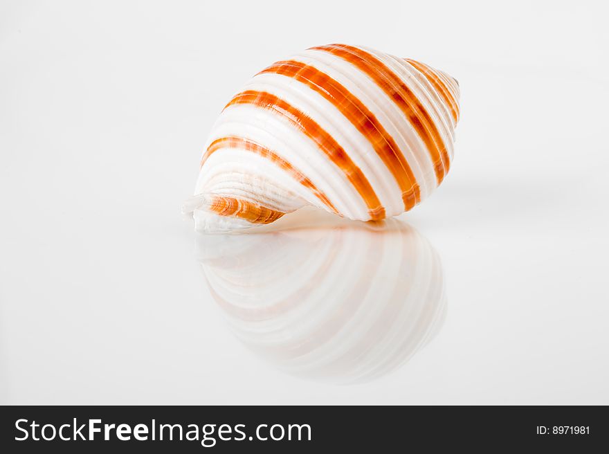 Shell on a white plate , mirror image released