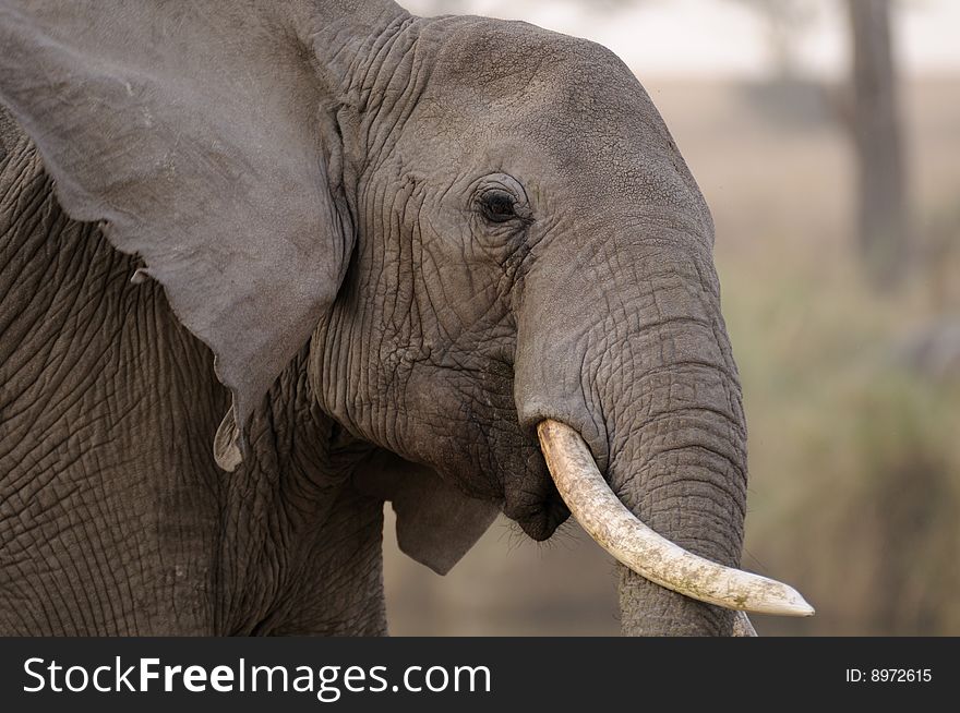Elephant tilting his tusks sideways. Elephant tilting his tusks sideways