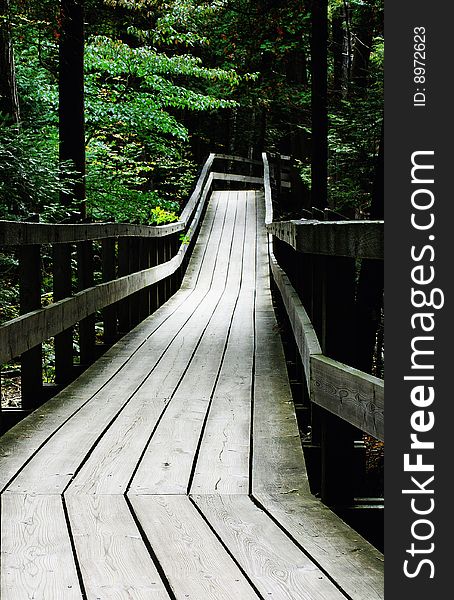 Wooden Boardwalk throught the Green Forest