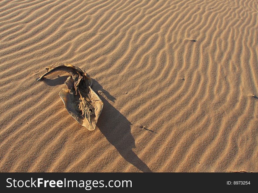 Dried Ot Sand Shark