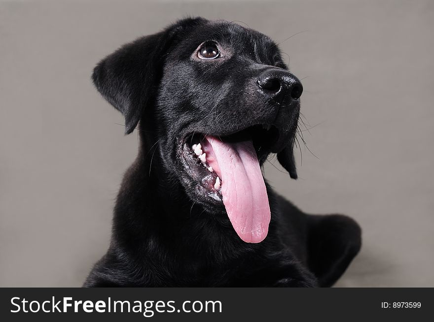 Lovely black labrador retriever puppy looking up