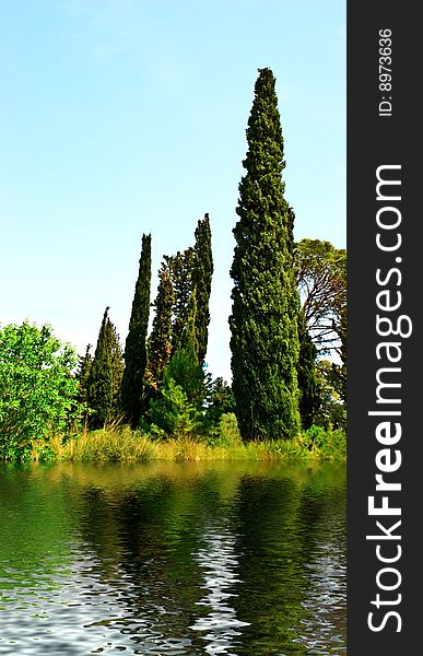 Thuja, cypress and other trees on the riverside.