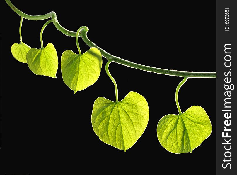 Leaves on a black background