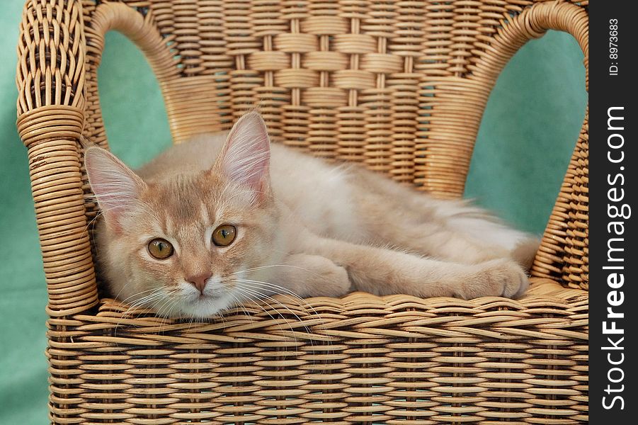 Silver fawn somali cat relaxing on a wicker chair with a green background