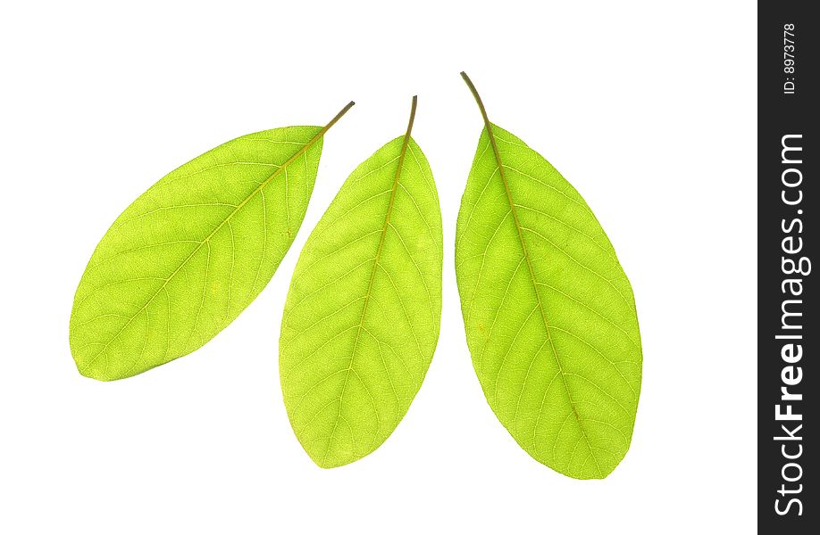 Three Leafs on white background , transparent