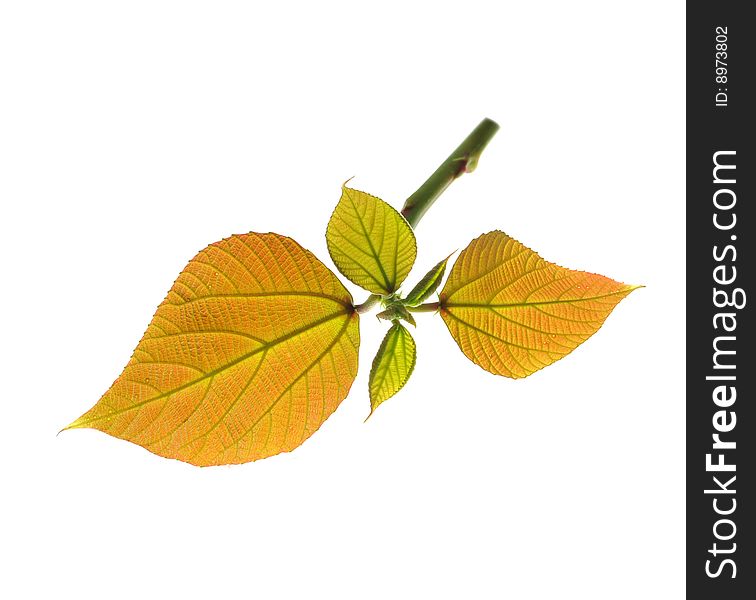 Tender leaves on white background