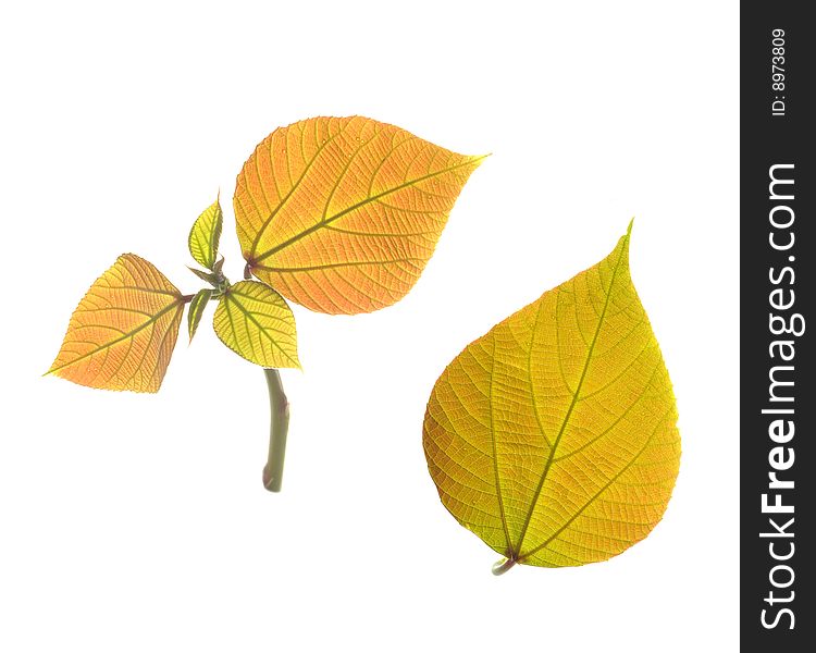 Tender leaves on white background