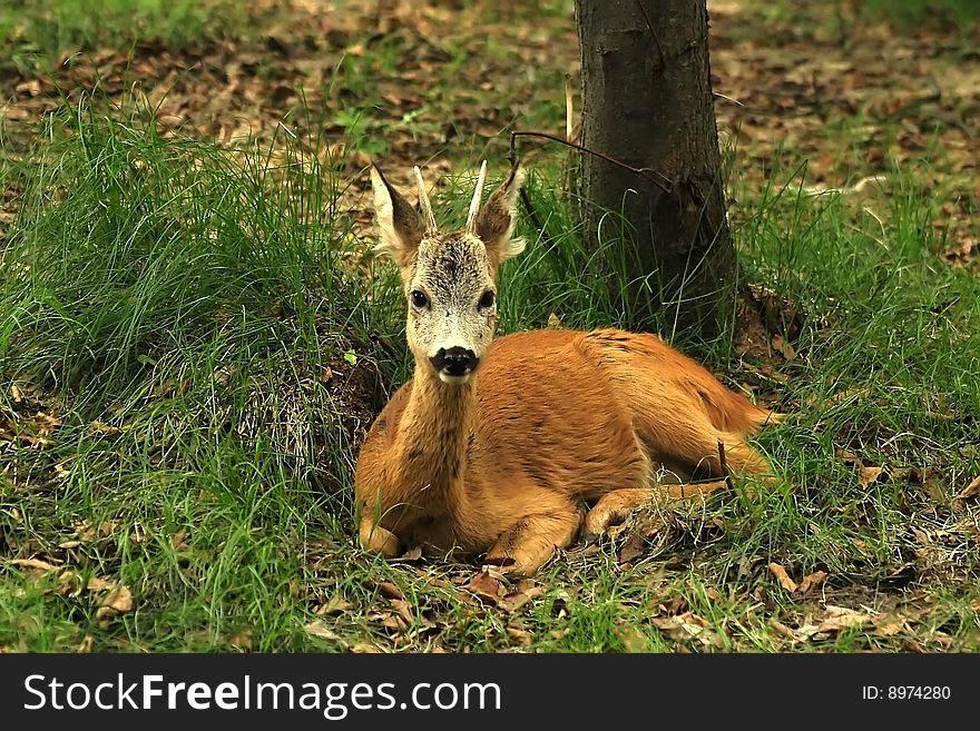 Roe-deer relax in the forest