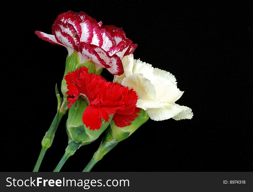 Multicolored carnations over black background