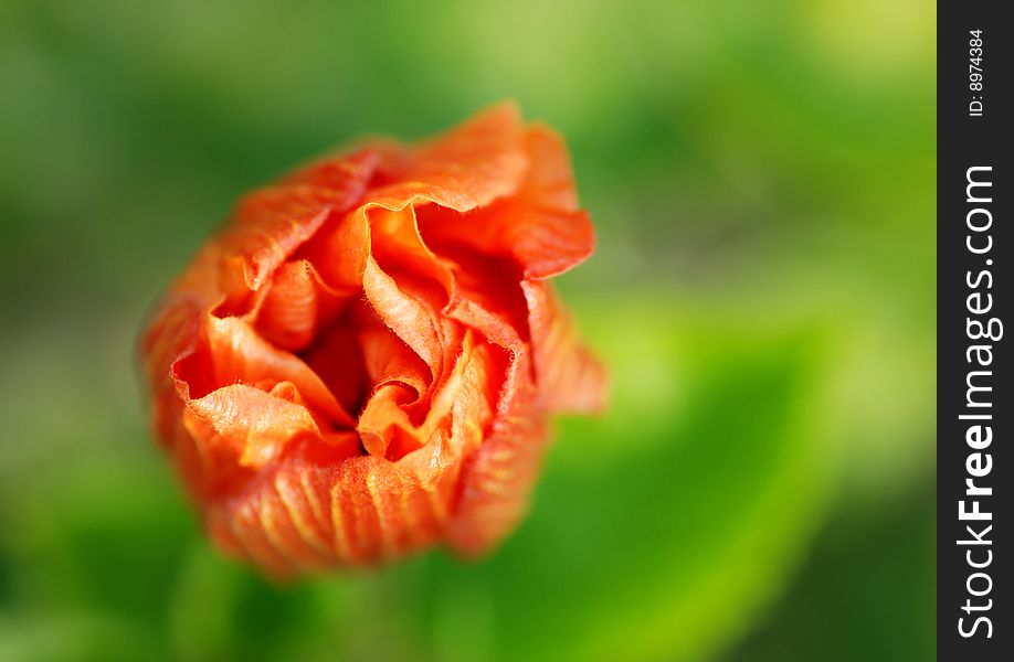 Closeup of hibiscus flower bud