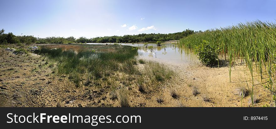 A view of tropical mangrove vegetation on semidried pond. A view of tropical mangrove vegetation on semidried pond