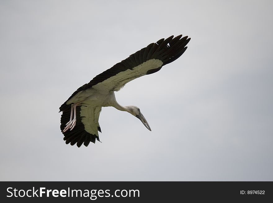 Open bill stork flying in the sky. Open bill stork flying in the sky