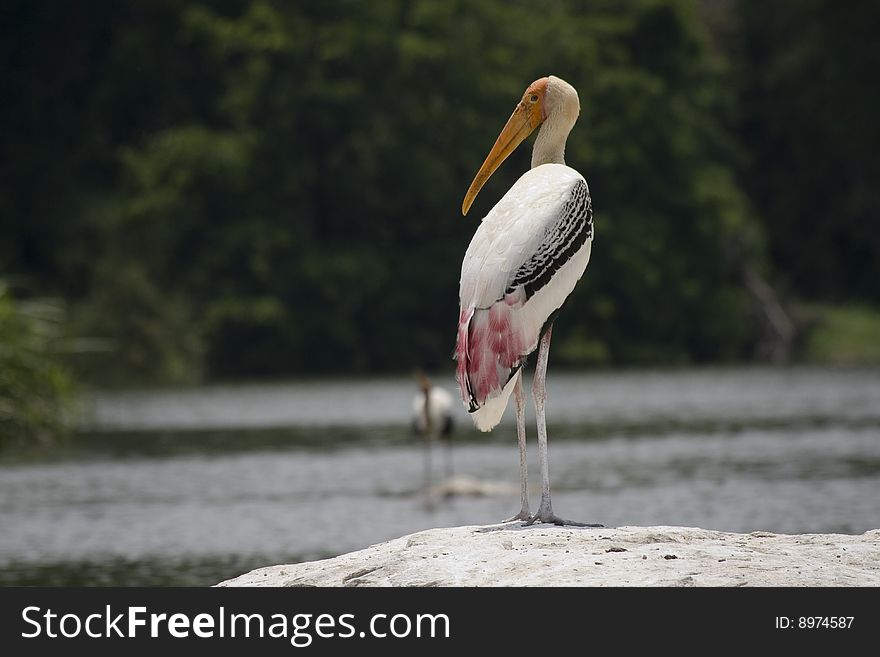 Painted Stork standing near a river