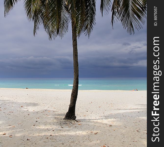 Detail of coconut palm tree on tropical stormy beach on varadero, cuba.