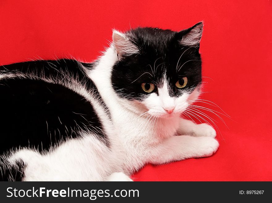 Cat on the red background