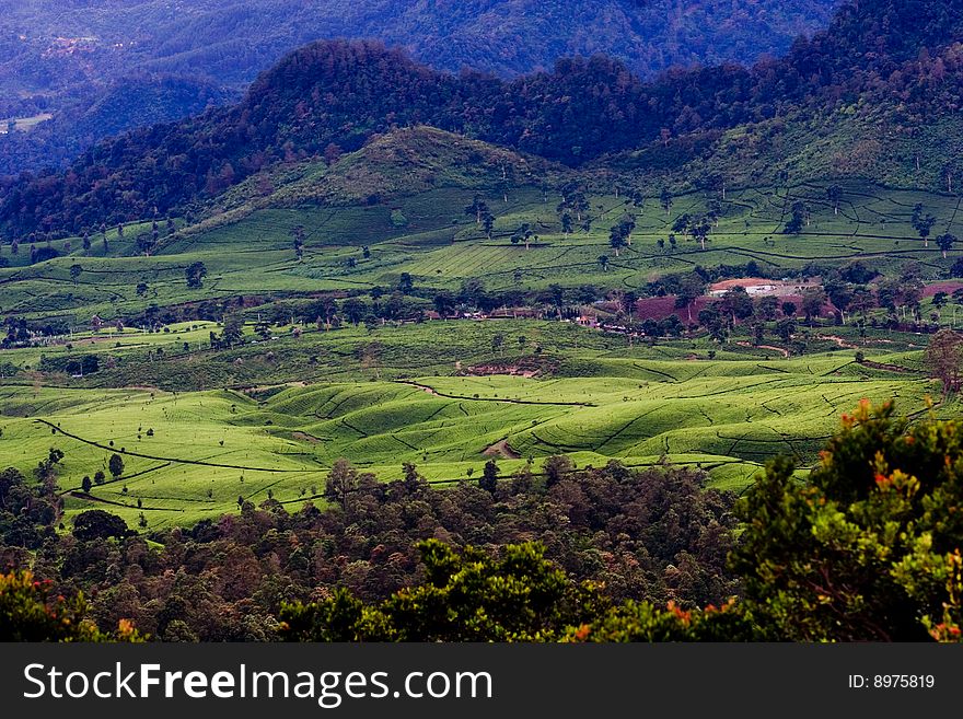 Trip to mountain peak showing green grass and sawah (rice fields). Trip to mountain peak showing green grass and sawah (rice fields).