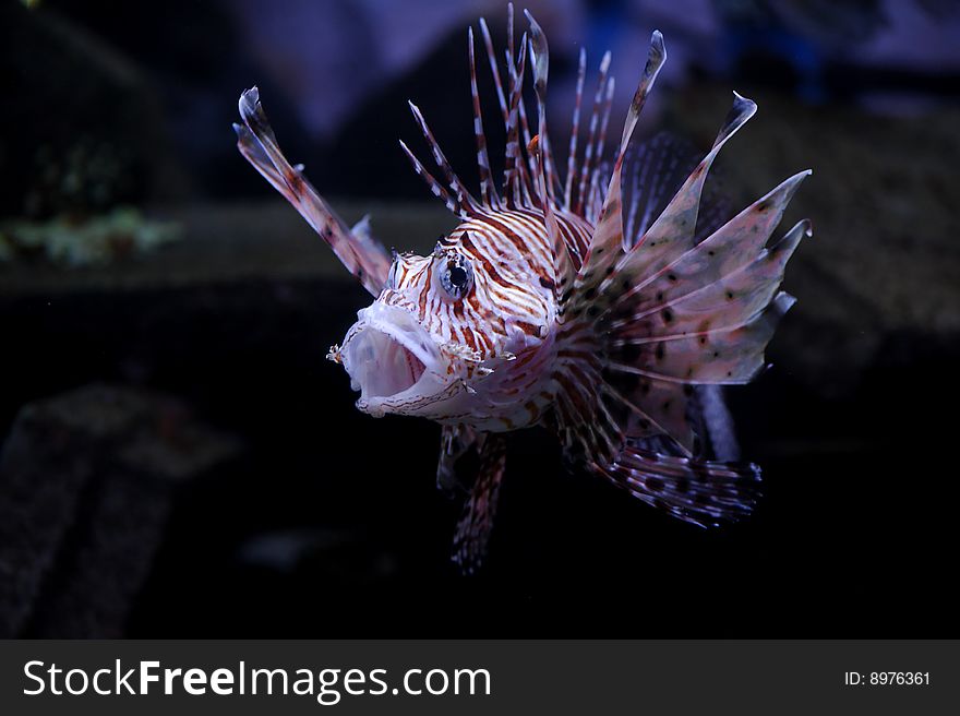 Lionfish