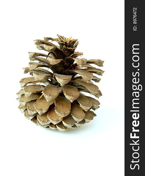 The opened cedar cone close up on a white background. The opened cedar cone close up on a white background