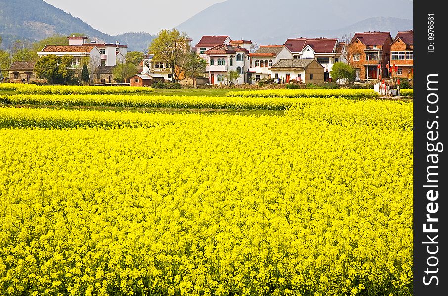 Farmland with cole flowers and  house