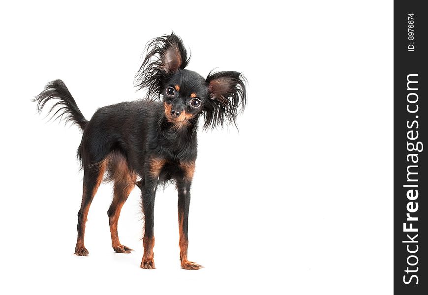 Female Of Moscow Long-haired Toy Terrier