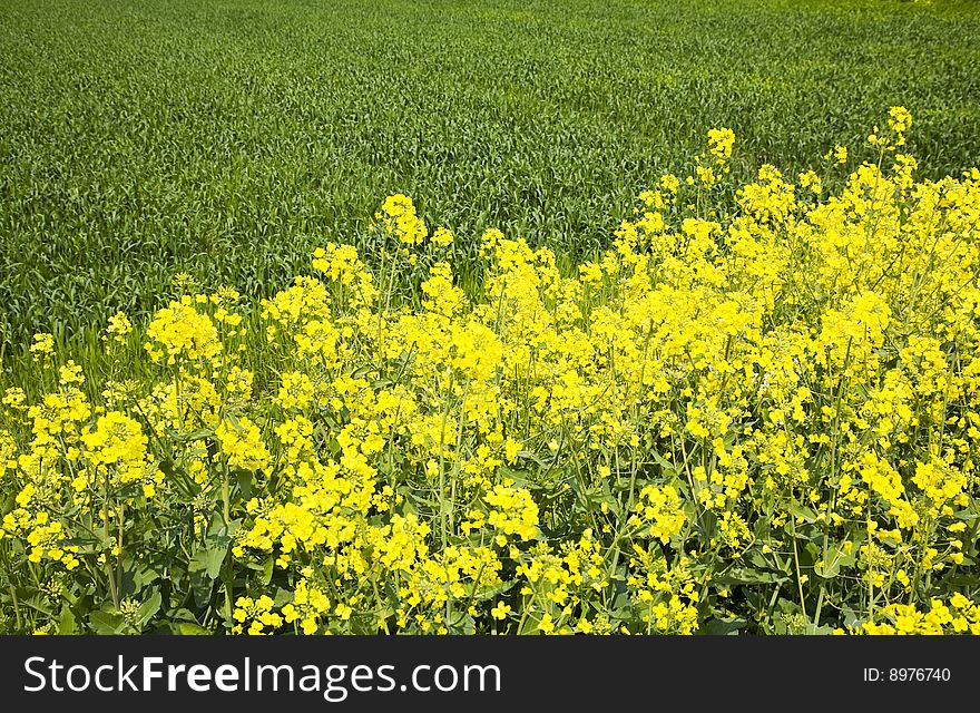 Beautiful farmland view with cole flowers