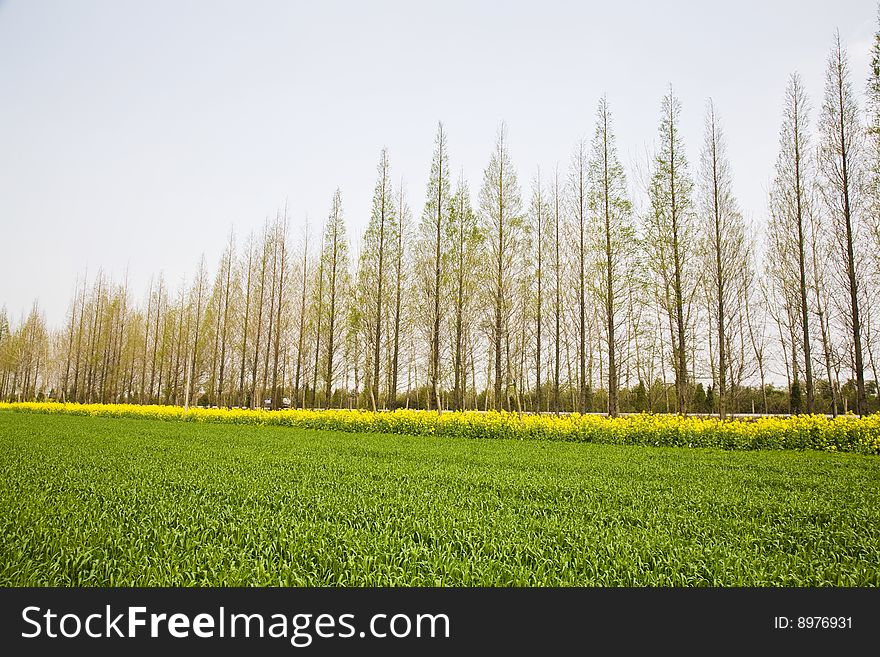 Farmland with cole flowers  and trees