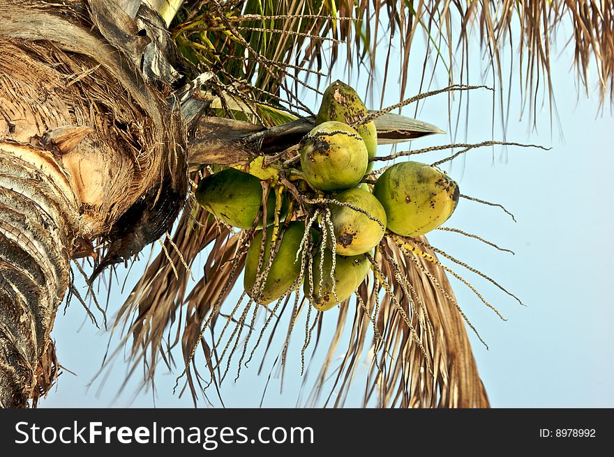 Looking up at cluster of coconuts growing on palm tree