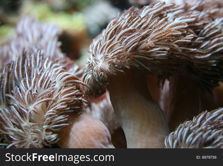 Spikey coral in the sea