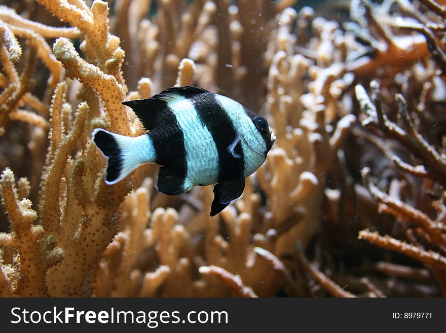 A striped black and white fish swimming by coral. A striped black and white fish swimming by coral
