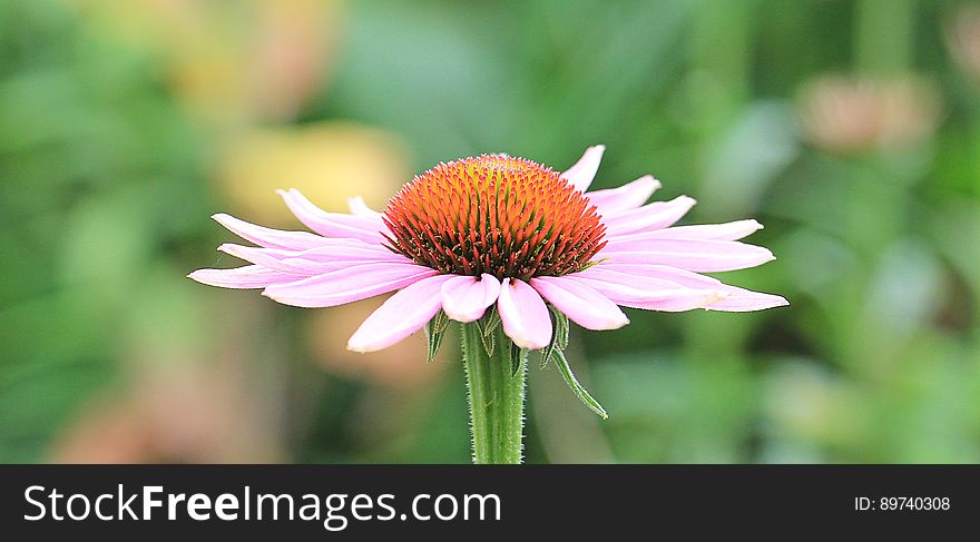Pink Petaled Flower in Closeup Photography