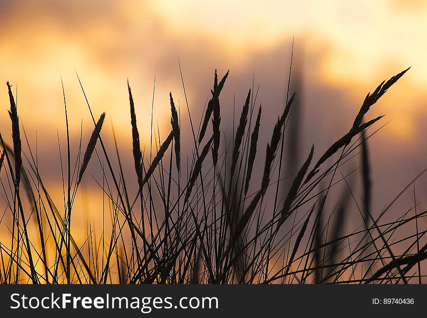 Silhouette Photo of Wheat during Sunset