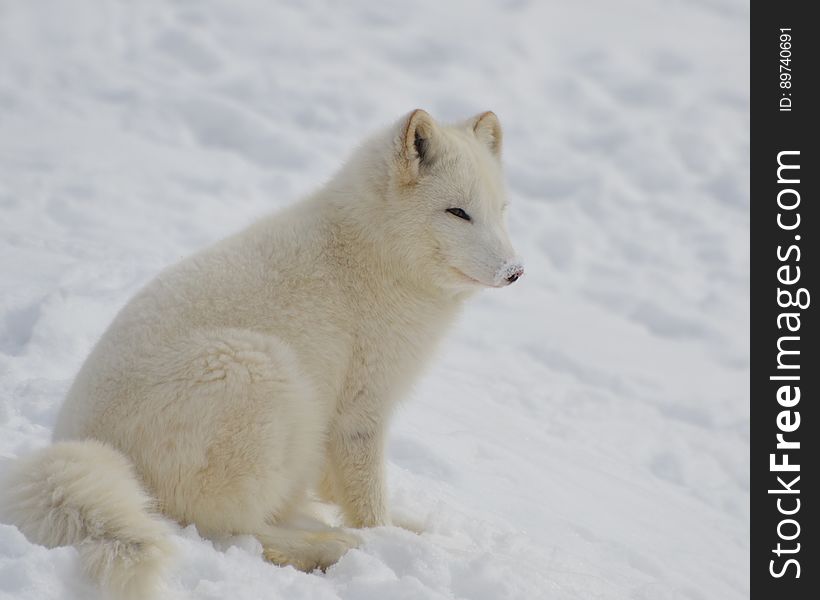 White Short Fur 4 Legged Animal on Bed of Snow during Twilight