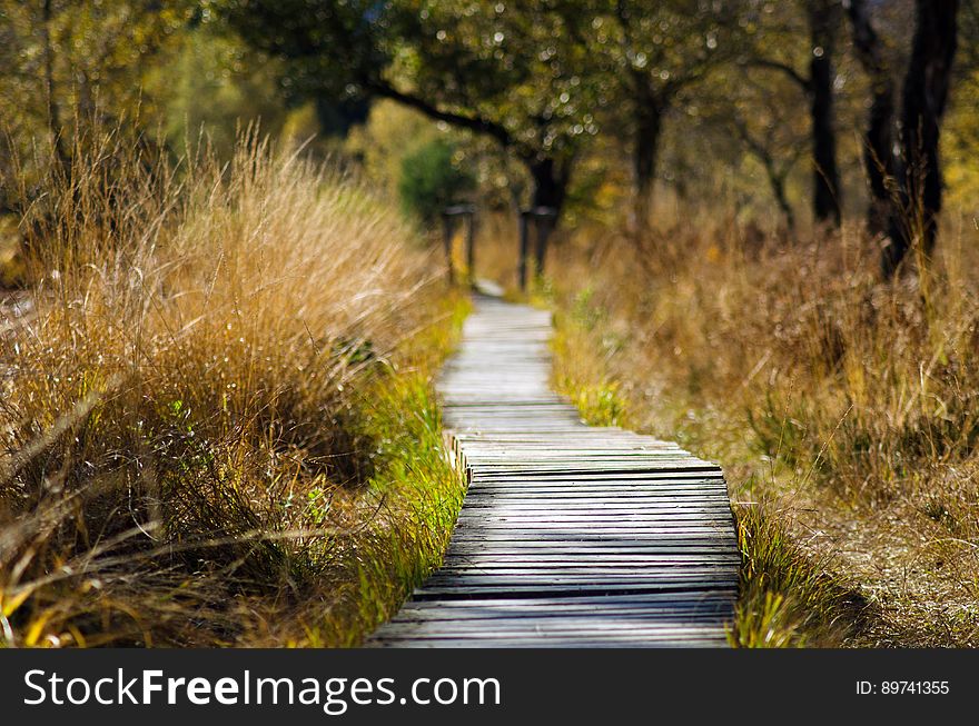 Boardwalk In Grasslands