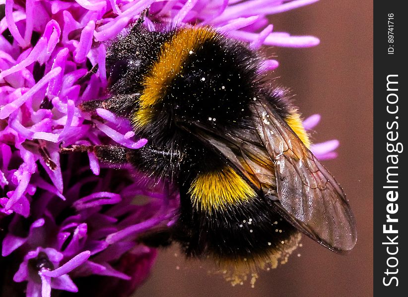 Close-up of Bee on Purple Flower