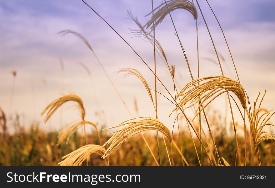 Golden wheat in field at sunset