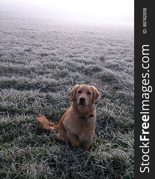 Portrait of Golden Retriever sitting obediently in frost covered moorland with thick mist. Portrait of Golden Retriever sitting obediently in frost covered moorland with thick mist.